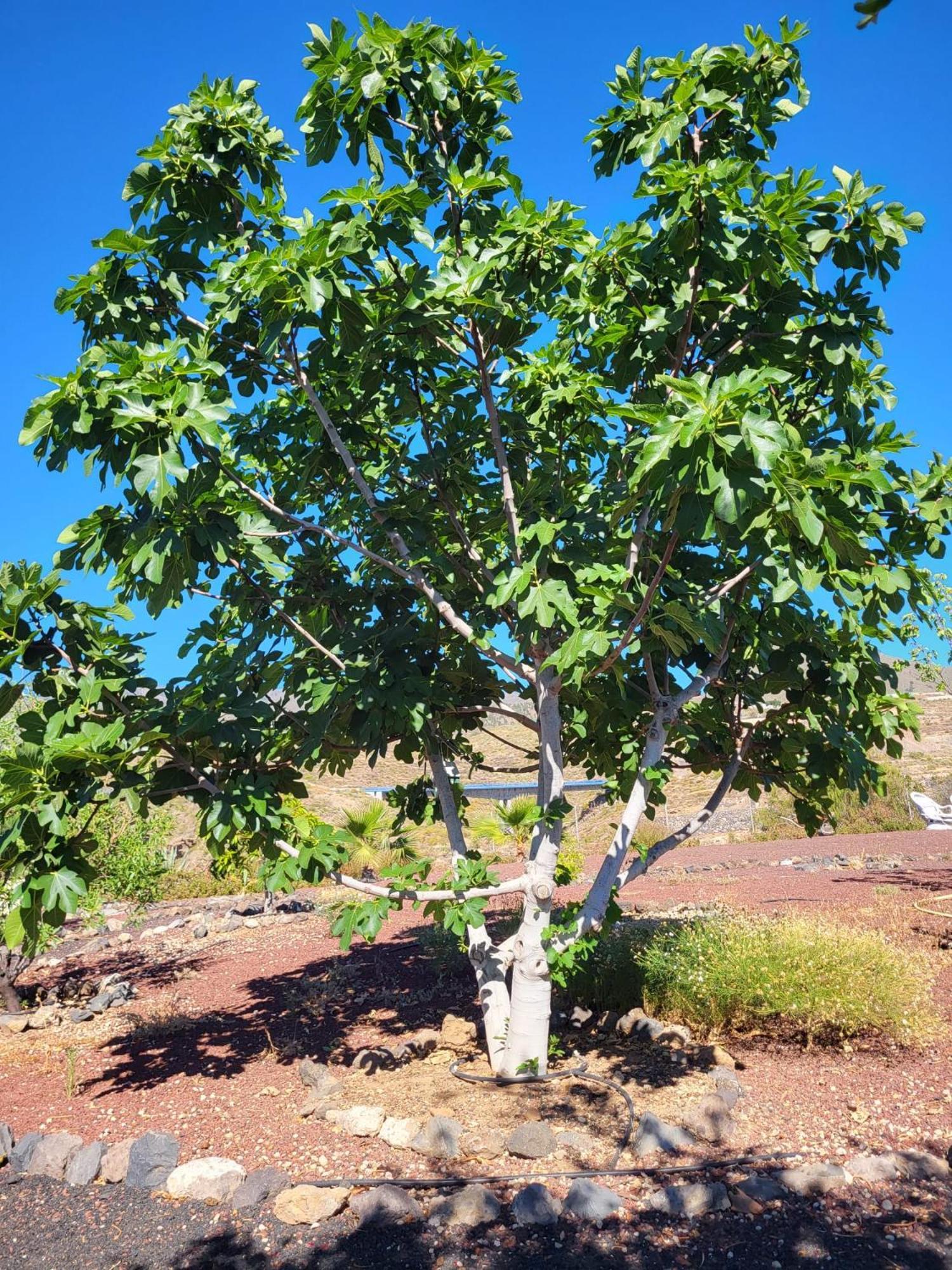 Finca Arcoiris Tenerife Vv Guía de Isora Exteriör bild